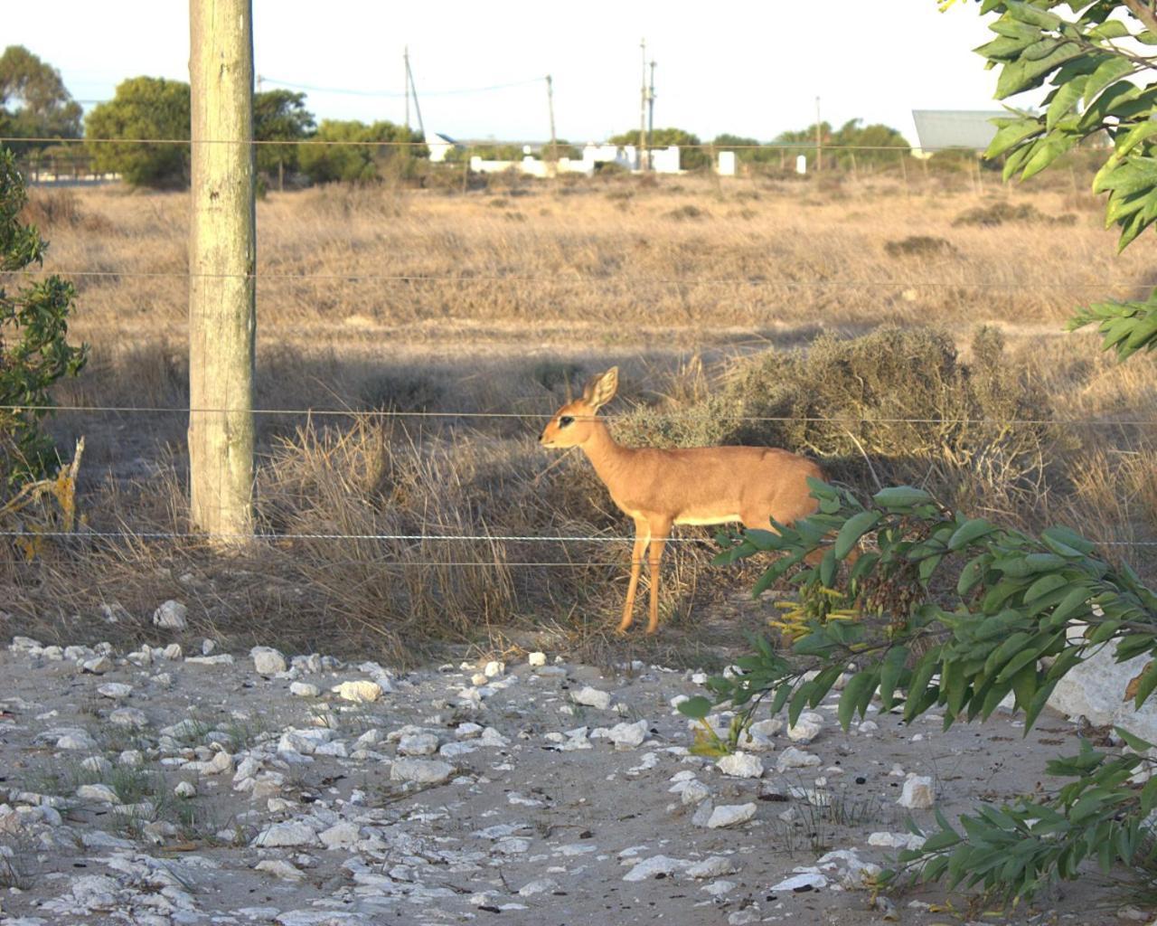 Silver Oaks Airbnb Langebaan Zewnętrze zdjęcie