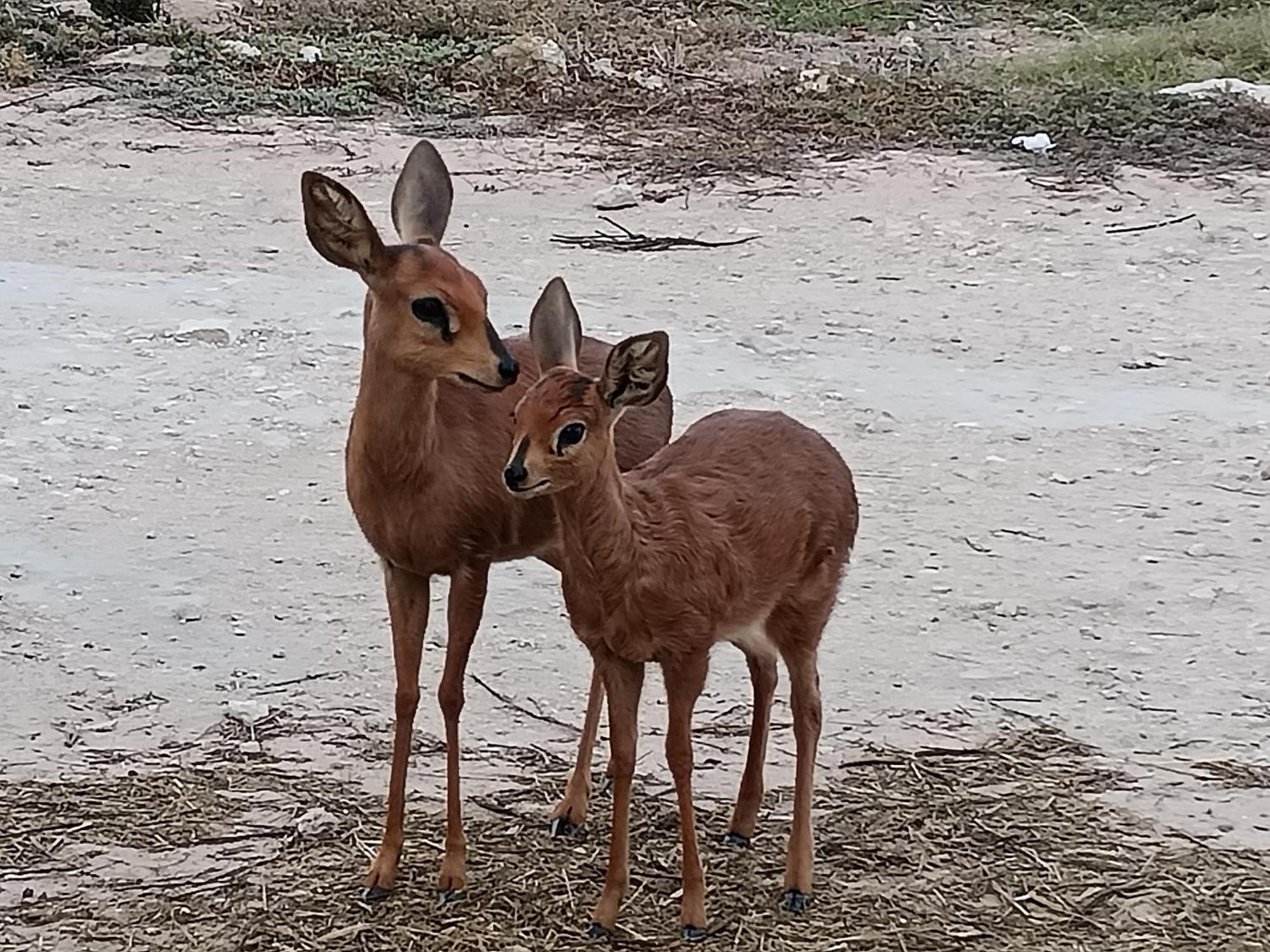 Silver Oaks Airbnb Langebaan Zewnętrze zdjęcie