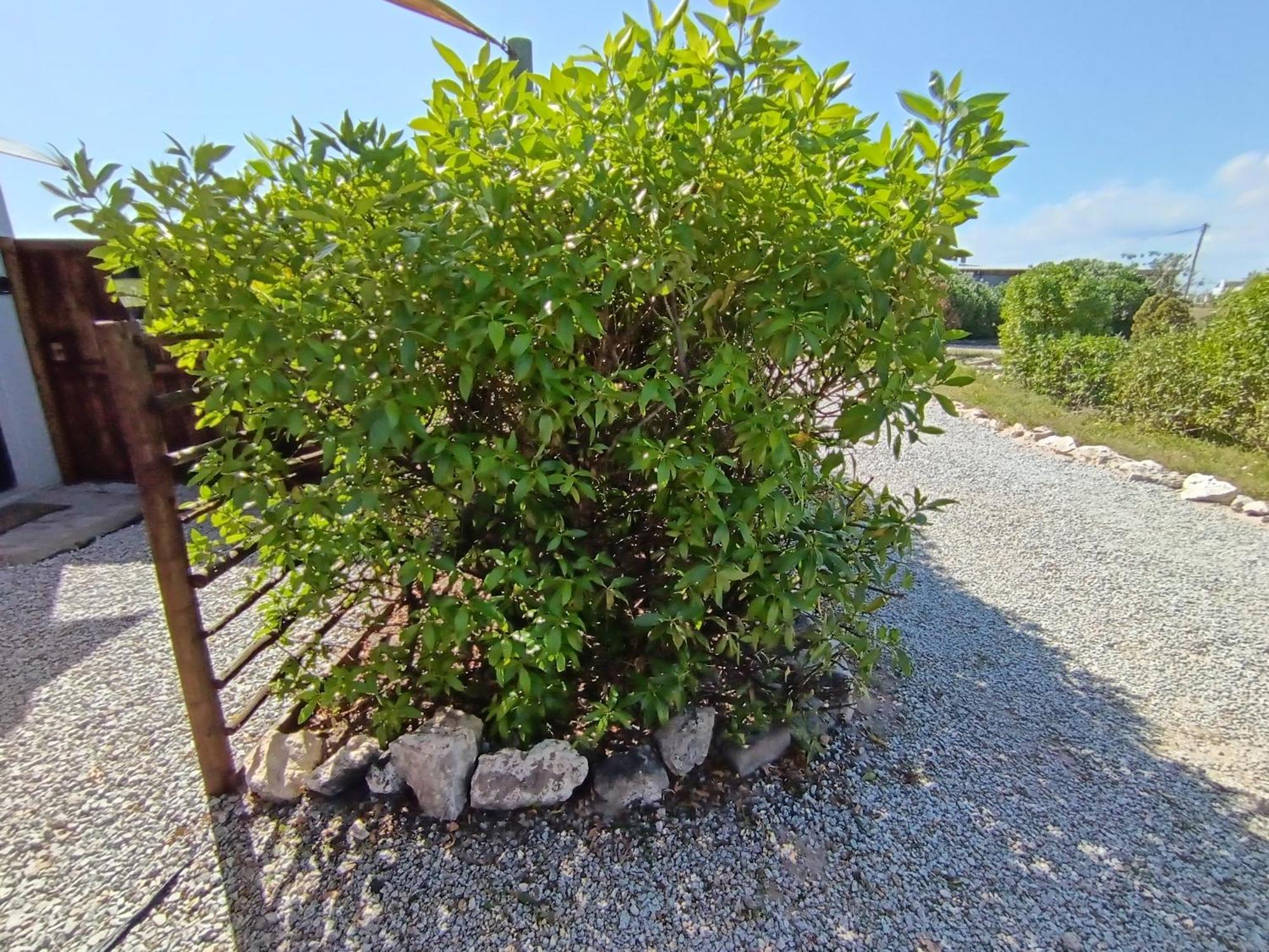 Silver Oaks Airbnb Langebaan Zewnętrze zdjęcie